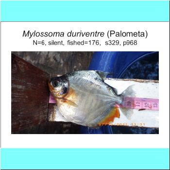 Mylossoma duriventre.png